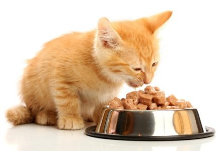 Iets Gezondheid tactiek Prijsvergelijking kattenvoer | Voerwijzer.com