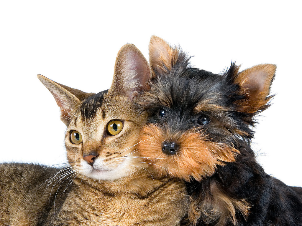 wetgeving bruid Mevrouw Waarom vers vlees voor hond en kat? | Voerwijzer.com