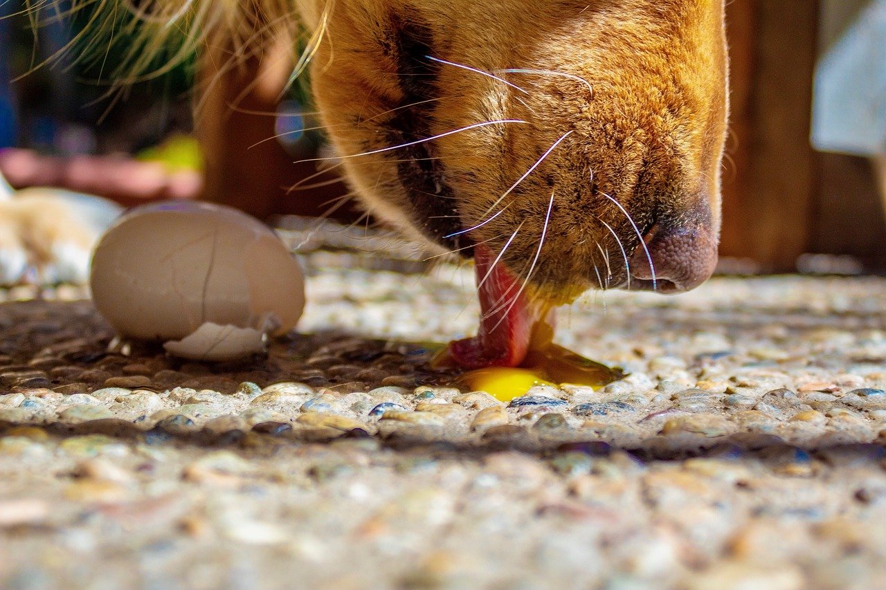 Ga lekker liggen Versnipperd Geavanceerde Eieren voor de hond | Voerwijzer.com