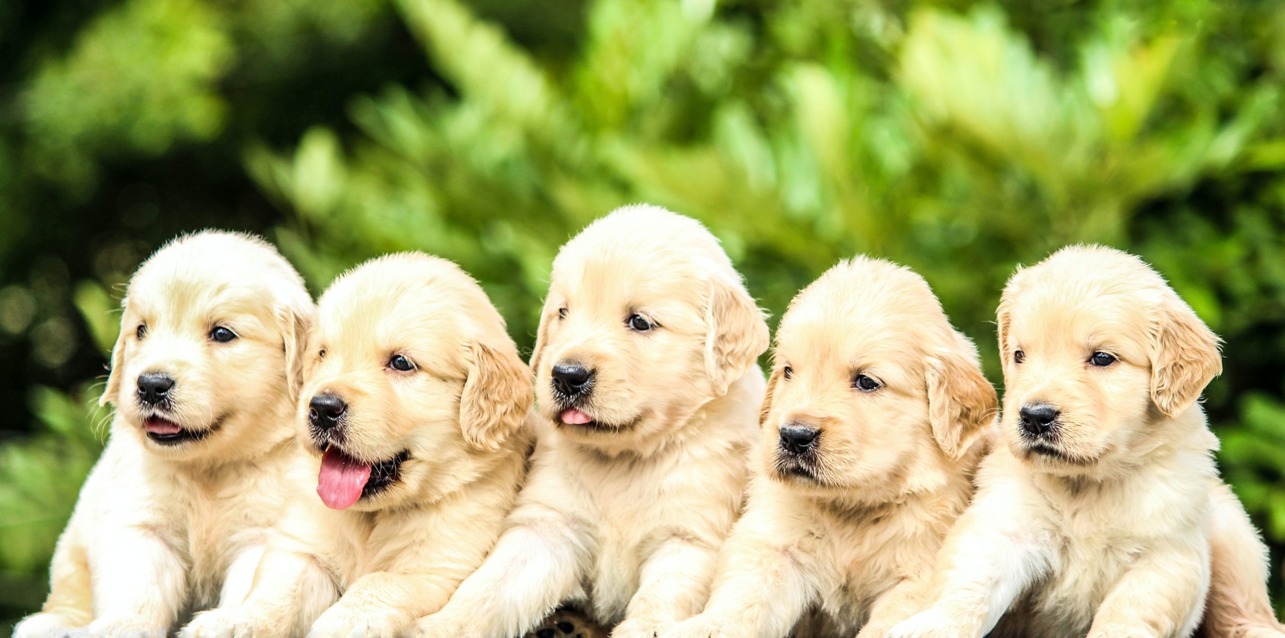 Populair Reclame Alert Wanneer overstappen van puppybrokken naar adult-brokken? | Voerwijzer.com